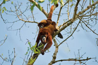 Una hembra de mono aullador porta su cr�a sobre el lomo. Santuario de Fauna y Flora los Colorados, departamento de Bol�var.