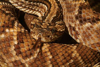 La serpiente mapan�,  un animal venenoso caracter�stico del bosque seco tropical.