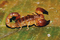 El alacr�n,un animal venenoso caracter�stico del bosque seco tropical.