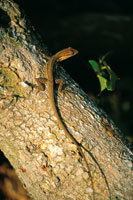 Los peque�os reptiles, como las lagartijas, son los vertebrados que mejor se han adaptado a las condiciones del bosque seco. Individuo adulto del g�nero Anolis.