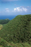 La composici�n y el aspecto particular de los bosques de la isla de Providencia son el resultado de su aislamiento geogr�fico y la constancia de los vientos.