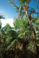 Las palmas abundan en los bosques de las zonas m�s altas de la isla de Providencia.