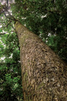 En los bosques secos, las maderas preciosas han sido un recurso tradicionalmente explotado.