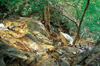 Los bosques secos son fundamentales para la conservaci�n de las fuentes de agua.