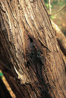 Las resinas de muchas plantas del bosque seco tienen propiedades medicinales, otras son utilizadas para la industria.