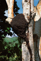 Colonia de termitas sobre un tronco de guayac�n.
