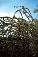 El totumo es utilizado en el tratamiento de las enfermedades repiratorias. Con sus frutos se elaboran recipientes de uso dom�stico.