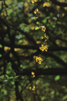 Liana florecida de la familia de las malpighi�ceas.