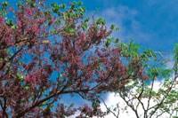 Chingal� o pavito, Jacaranda copaia, al inicio de la temporada de lluvias.