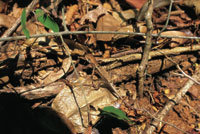 Lagartija del g�nero Anolis, mimetizada con la hojarazca.