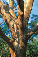 Tronco de un guayac�n o roble morado, Tabebuia sp.