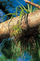 Los grandes �rboles son el soporte para muchas especies del bosque