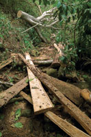 La tala indiscriminada altera la estructura de los bosques secos.