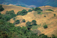 Muchas �reas boscosas transformadas en campos de pastoreo se convierten  en eriales donde el bosque no puede regenerarse por s� mismo.