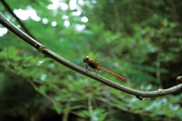 Lib�lula en la reserva El Perico, departamento de Bol�var.
