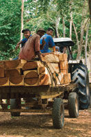 La extracci�n ilegal de madera de los bosques naturales es motivada por intereses comerciales.