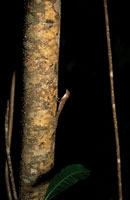 Una lagartija al acecho de insectos sobre un tronco