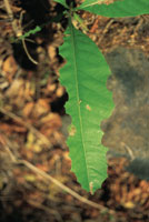 Evidencia de la acci�n de los herb�voros en una hoja joven