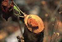 Tronco talado por insectos xil�fagos.