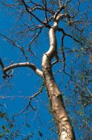 �rbol de resbalamono o indio desnudo, en �poca de sequ�a.