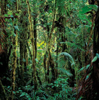 La selva h�meda tropical fue uno de los biomas que mayor inter�s despert� en el bar�n von Humboldt.