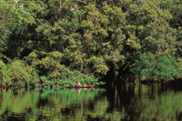 Uno de los innumerables ca�os de la selva amaz�nica.