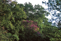 Durante la �poca de lluvias la vegetaci�n del bosque seco exhibe todo su verdor