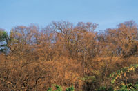 El aspecto del bosque cambia radicalmente en el per�odo de sequ�a y los tonos ocres de los troncos, las ramas y el suelo desnudo predominan en el paisaje