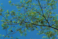 La familia de las leguminosas es la m�s com�n y diversificada de los bosques secos tropicales de �frica y Am�rica. Rama del Enterolobium sp.