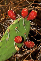 Las cact�ceas se originaron y diversificaron en Am�rica, a partir de su separaci�n del continente africano. Cactus del g�nero Opuntia.