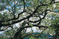 Durante el invierno la vegetaci�n es frondosa.