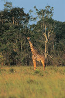 Gran parte de la regi�n central de �frica est� dominada por mosaicos de sabanas y bosques secos habitados por grandes herb�voros.