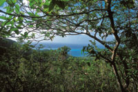 Cerca de la costa, durante el verano, los bosques secos suelen perder su follaje �nicamente de forma parcial.