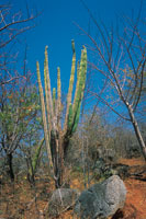 En muchos casos el bosque seco limita con matorrales espinosos en los que predominan las cact�ceas