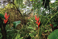 La transici�n entre el bosque seco y el bosque h�medo es con frecuencia imperceptible; en �ste es mayor la presencia de vegetaci�n siempreverde.