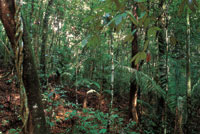 La transici�n entre el bosque seco y el bosque h�medo es con frecuencia imperceptible; en �ste es mayor la presencia de vegetaci�n siempreverde.