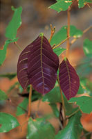 La coloraci�n rojiza que presentan las hojas j�venes de algunas especies se debe a pigmentos que act�an como repelente para los insectos