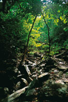 A orillas de las quebradas estacionales, el bosque seco permanece verde durante per�odos m�s prolongados.