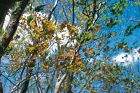 Al iniciarse el verano las hojas pierden su verdor.