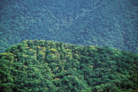 Bosque denso en �poca de lluvias