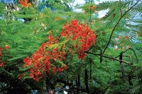 C�mbulo o cachimbo en flor.