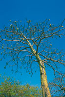 Bonga o majagua con frutos durante la estaci�n seca.
