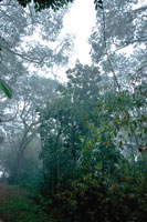 En los bosques secos tropicales las lluvias pueden ser muy intensas y persistentes durante el invierno.