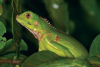 En aves y mam�feros, la temperatura corporal permanece estable, en tanto que los reptiles y batracios dependen del ambiente para obtener calor.
