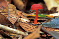 Los hongos y los helechos brotan en el bosque seco durante la �poca h�meda, mientras que durante la sequ�a permanecen en estado latente.