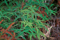 Los hongos y los helechos brotan en el bosque seco durante la �poca h�meda, mientras que durante la sequ�a permanecen en estado latente.