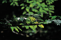 Las plantas del bosque seco afrontan el permanente conflicto entre la necesidad de alimentarse mediante la fotos�ntesis y la de mantener un estado de hidrataci�n �ptimo.