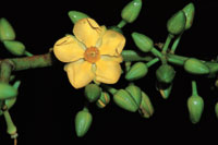 El aspecto suave y vigoroso de las plantas se debe a la saturaci�n de humedad en la atm�sfera. Bejuco de la familia de las dilleniaceas.