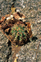 Los sustratos rocosos, pobres en nutrientes, s�lo son colonizados por cact�ceas y especies menores.