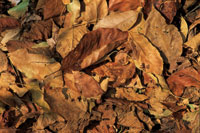 La descomposici�n de la hojarasca forma parte del proceso mediante el cual el suelo mantiene su fertilidad.